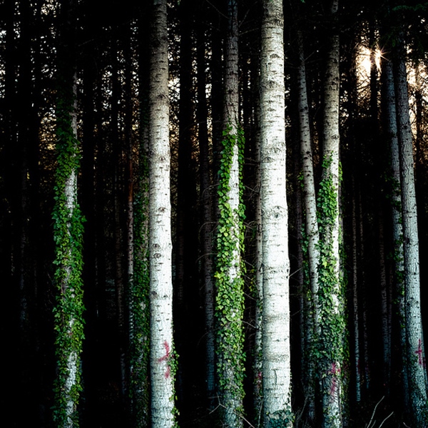 If 12 trees are good, are 100 trees really better? Environmental